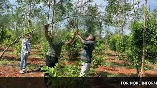 SANDALWOOD PRUING TIME #sandalwood #guava #agriculture #agroforestry