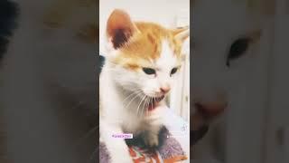 #kittenoftiktok #kitten #playing #catsoftiktok #katzenliebe #tiktok #videos #funnycats #happy