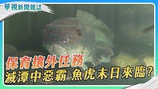 保育攘外任務 魚虎末日來臨？｜記者 林志儒 林洧旭｜華視新聞雜誌EP2437單元2 2024.11.23