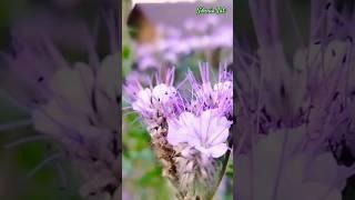МОЙ ДНЕВНИК ПРО ДАЧУ 