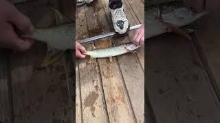 РЫБАЛКА НА СПИННИНГ ОТКРЫТИЕ СЕЗОНА НА ЩУКУ 