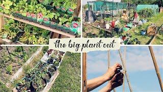 It Is Time To Plant Everything! An Allotment Extravaganza!