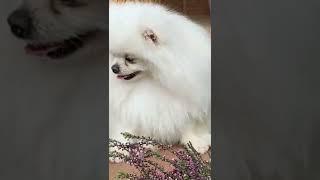 Dogy funny video viralvideo Shivam official video 2023