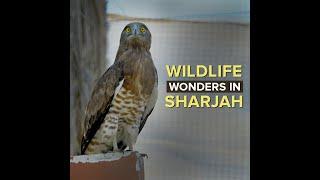 Wildlife Wonders in Sharjah