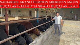 O’TA SIFATLI CHEMPION ABERDEEN ANGUS BUQALAR KELDI 100+100 ANGUS BUQALAR