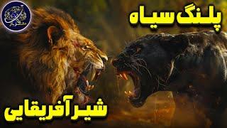 نبرد شیر آفریقایی و پلنگ سیاه