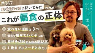 【Part.01】ドッグフードを食べない原因は３つ！偏食に悩む飼い主様の質問にお答えします！【獣医師ツジノボル】