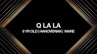 Q LA LA | Hanoverian ((SOLD))