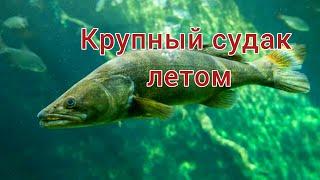 КАК ловить СУДАКА летом? ЛОВЛЯ СУДАКА летом. КАК поймать СУДАКА на СПИННИНГ и на ЖИВЦА?