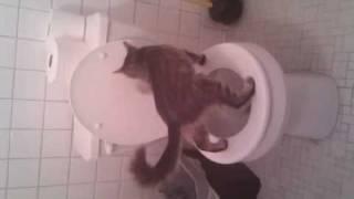 Post cat uses the toilet