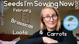 What can I sow in February, and why: seeds and vegetable varieties I'm sowing now