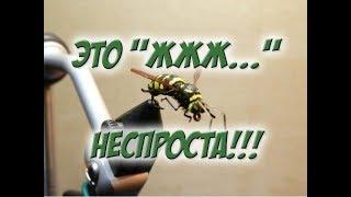 Мои нахлыстовые мушки.  Реалистичная оса.