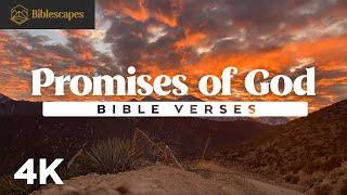 The Promises of God // Bible Verses for Rest, Reflection, and Reassurance