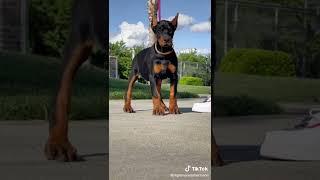 Hazel the Doberman puppy #Nightmaredobermans