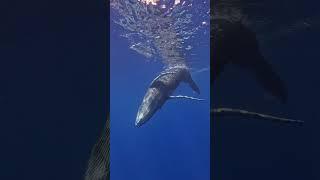 You Won't Believe This Whale's Underwater Skills!  #shorts #SeaCreatures #Nature