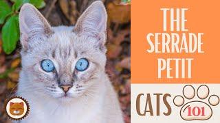  Cats 101  SERRADE PETIT CAT - Top Cat Facts about the SERRADE PETIT