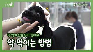 우리 강아지 어떻게 해야 약먹일 수 있을까? 동물병원에서 알려주는 강아지 쉽게 약 먹이는 방법~! ｜본동물의료센터 [알려주개]
