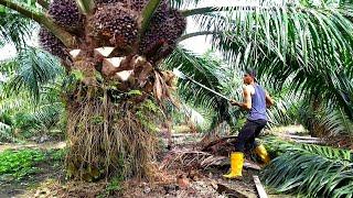 Hajar terus‼️kebun ini tidak di ragukan lagi buah nya super besar padat|panen sawit yangambi