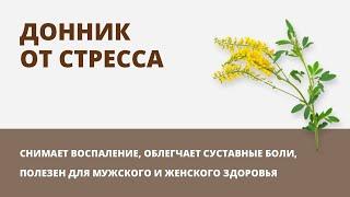 Донник от стресса и невроза. Полезные свойства донника. Максим Эрмансон