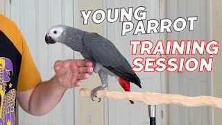 Young Parrot Training Session – Step Up, Flight, Harness