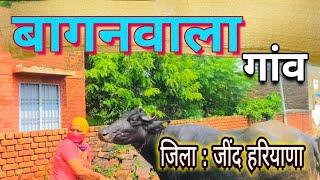 गांव बागनवाला (9) VILLAGE BAGANWALA जिला जींद हरियाणा | BAGANWALA GAON KI | VIDEO GRAMIN KITAB