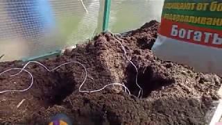Готовлю лунки для посадки перцев!