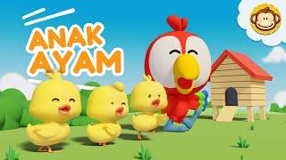 Anak Ayam | Tek Kotek Lagu Anak Anak | Lagu Anak Indonesia Balita