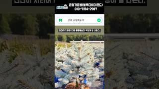 가문비 나무 은청가문비나무 특징4가지 정리 #쇼츠 #나무키우기 #크리스마스트리 #크리스마스장식