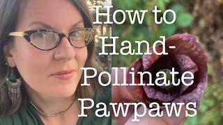 How to Hand-Pollinate Pawpaws (Asimina triloba) for Optimal Fruit-set