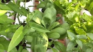 Trồng rau thủy canh - Using Hydroponic system to grow vegetables