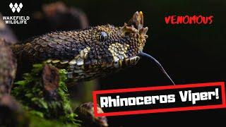 Herping for the Rhinoceros Viper | Uganda part 6