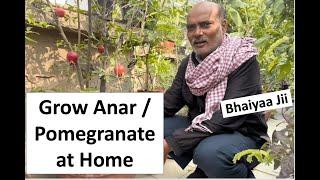 How to grow Anar Pomegranate at Home | Easy way | Bhaiya Ji Terrace Gardening