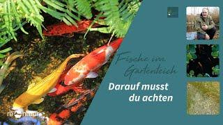 Fische im Gartenteich - Darauf musst du achten (5 Tipps)