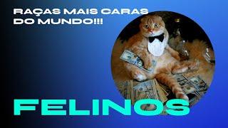 As raças de GATOS MAIS CAROS do mundo!!! #curiosidades #petcaros #gatos