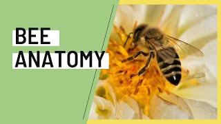 Honey Bee Anatomy - A Basic Overview w/ Prime Bees Apiary