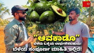 Avocado Grafted plants for sale ಆವಕಾಡೊ ಬೆಳೆದು ಒಳ್ಳೆಯ ಲಾಭಗಳಿಸಬಹುದು! | Kannada Vlogs