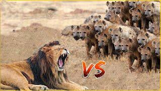 Fierce Battles of Lions, Hyenas When Facing The Most Dangerous Predators in Nature | Animal Fight