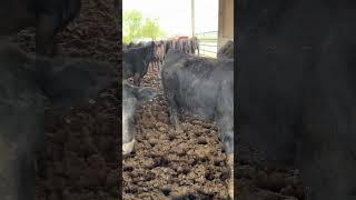 new Hampshire steers 2