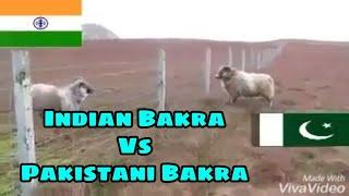 Indian Bakra VS Pakistani Bakra Pakistani Bakre Ne India Ke Bakre Ki Faad Di