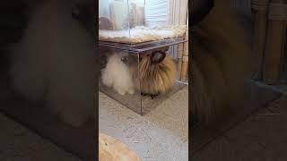Bunny Diary: cuties  #lionheadrabbit #bunny #rabbit #bunnies #rabbit #centralpark #rabbit