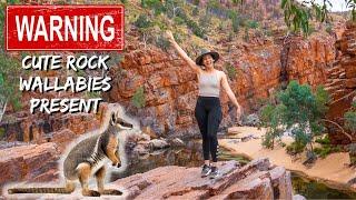 48 HOURS IN THE WEST MACDONNELL RANGES (so much wildlife)