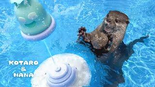 Die urkomischen Reaktionen der Otter auf ihren ersten Sprinkler