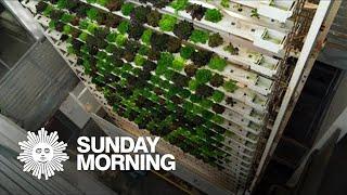 Vertical farms: A new form of agriculture