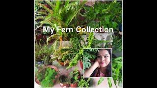 My Fern Collection