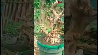 Premna microphylla bonsai | sancang medium #shorts