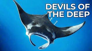 Inside the Secret World of the Manta Ray | Free Documentary Nature