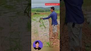 Petani diluar negeri tanam padi dengan cara disebar #shorts #unik #petani #padi