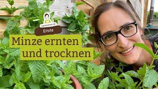 Minze ernten und trocknen | Vorratshaltung | Nanaminze, marokkanische Minze, Pfefferminze