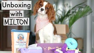 UNBOXING Pupbox with Milton | Monthly Subscription for Puppies | Cavalier King Charles Spaniel