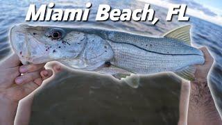 Crazy snook fishing off Miami Beach!! (Secret spot revealed)